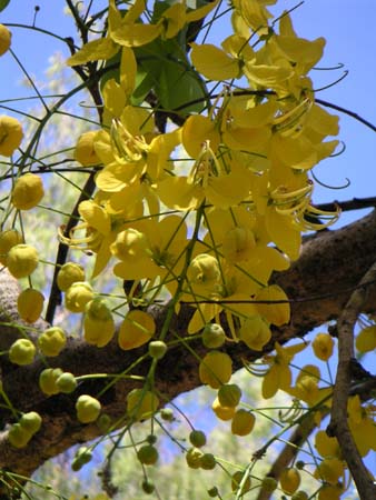 daintree07