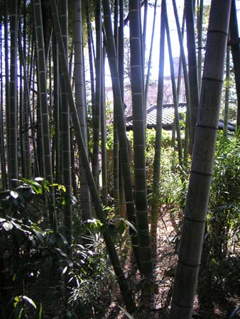 japan30