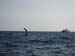 whales11