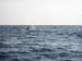 whales13